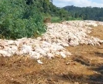 (vídeo) Calor mata mais de dez mil galinhas em Orleans