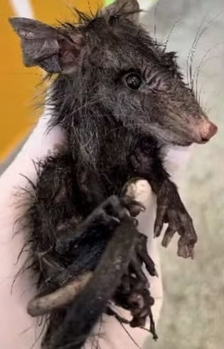 Gambá é restado após cair em tambor com graxa e óleo em Jaraguá do Sul