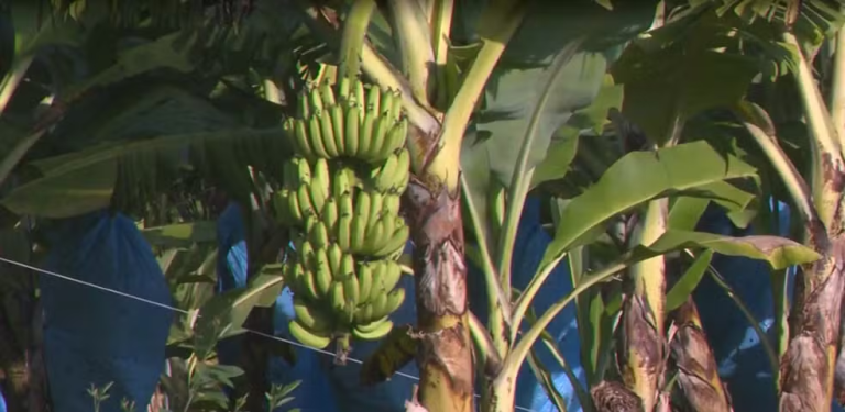 Conheça a “Clarinha”: nova banana que pode ajudar produtores de SC