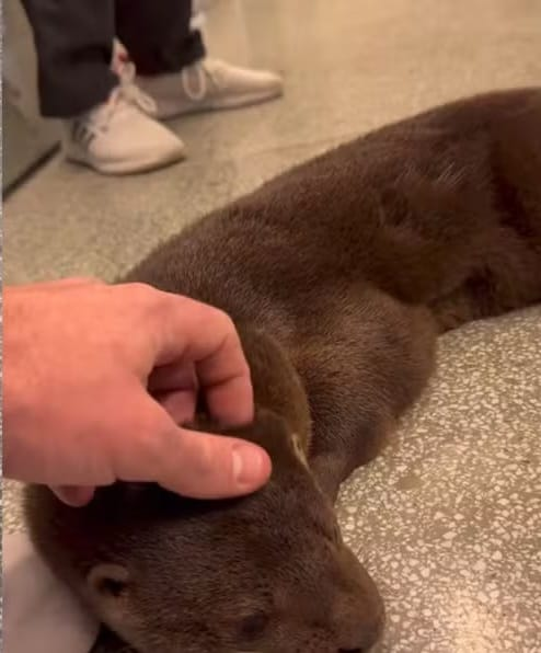 (vídeo) Após resgate, lontra rola no chão e “pede” carinho em SC