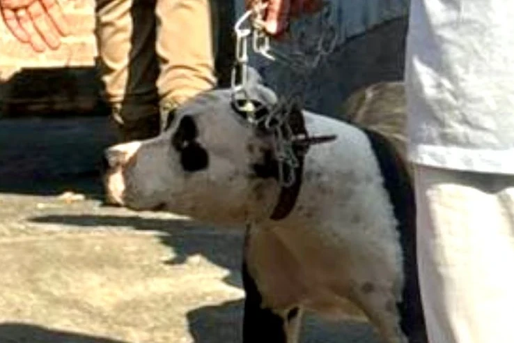 PM resgata animais de casa abandonada em Urussanga