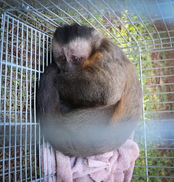 Ibama encerra criadouro de macacos-prego em SC por maus-tratos
