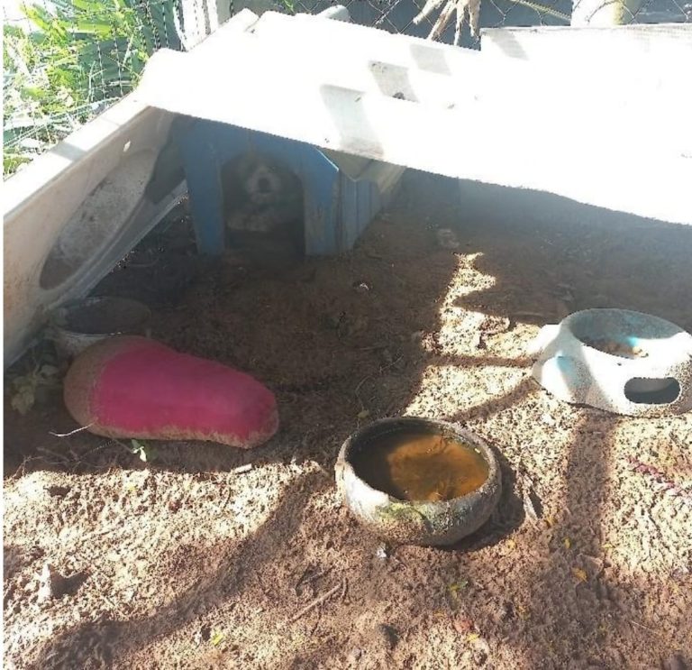 Homem é preso por maus-tratos a animais em São João do Sul