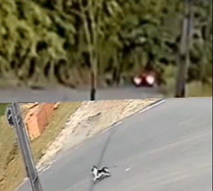 Cachorro é abandonado na estrada em Urussanga