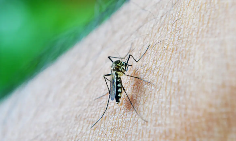 Dengue é indicador da relação mudanças climáticas arboviroses, diz OMS