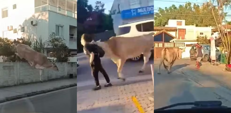 (vídeo) Boi chifra homem e gera pânico em Florianópolis