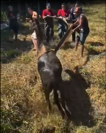 (vídeo) Égua presa em banhado é resgatada em Criciúma