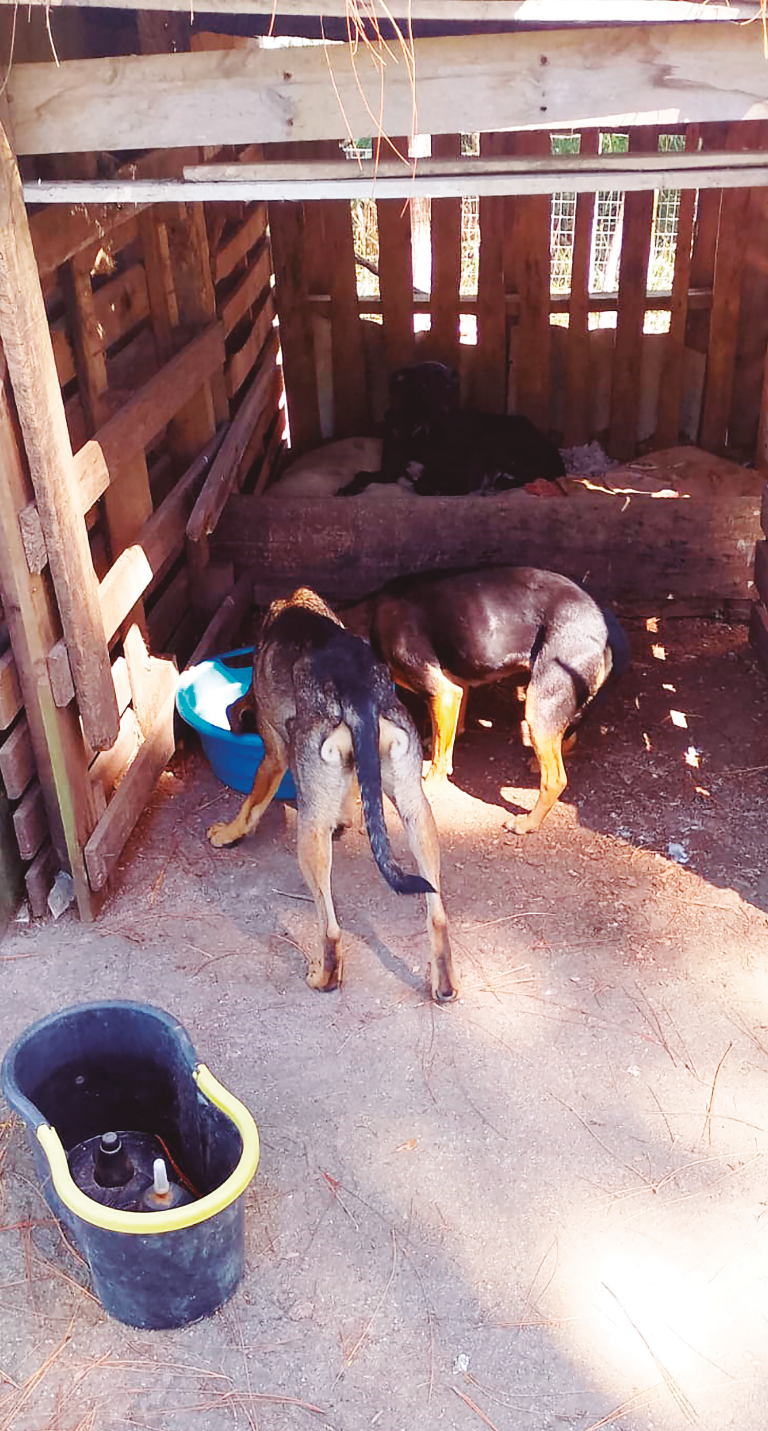 (vídeo) ABANDONO de animais vira problema crônico e sobrecarrega moradora