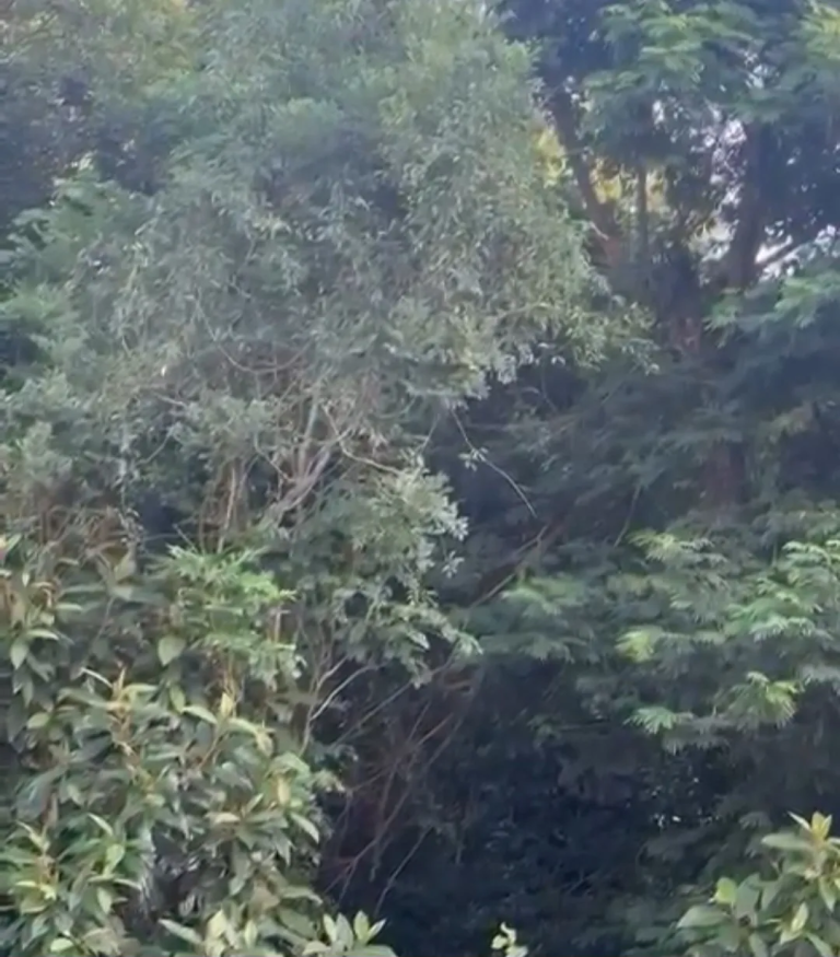 Som misterioso na mata atrai atenção de moradores de Içara