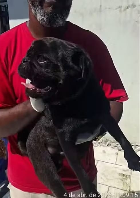 Cão é encontrado morto e outros dois são resgatados em SC