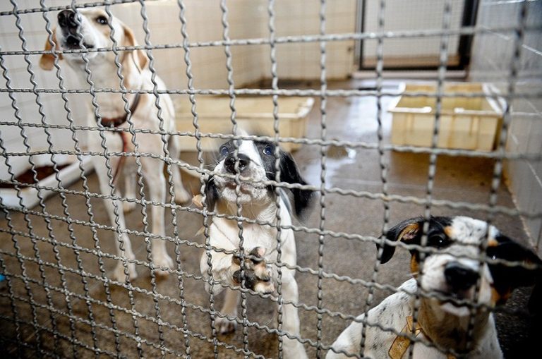 Denúncias de maus-tratos a animais poderão ter sistema nacional
