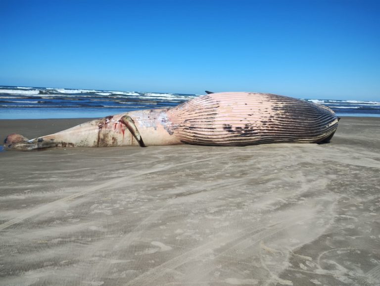(vídeo) Segunda baleia é encontrada morta em Jaguaruna em menos de 48 horas