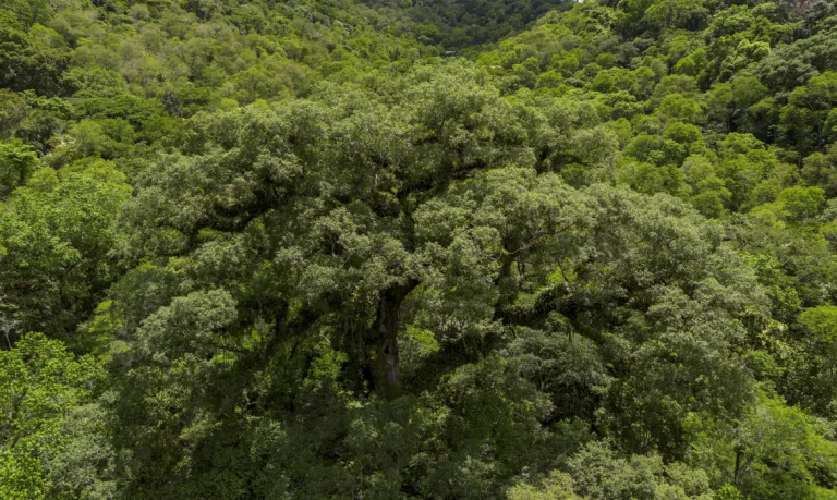 Desmatamento da Mata Atlântica tem queda em um ano, aponta dados