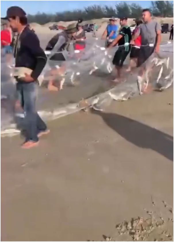 (Vídeo)Pescadores capturam uma tonelada de peixe nas primeiras horas do dia