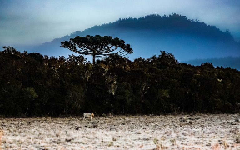 Inverno começa em Santa Catarina com onda de frio intenso