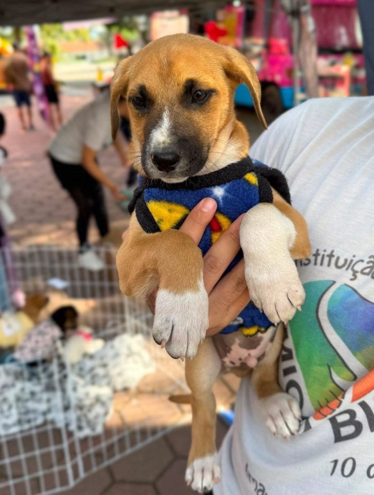 Feira de Adoção de cães e gatos da Ong Amigo Bicho acontece neste sábado