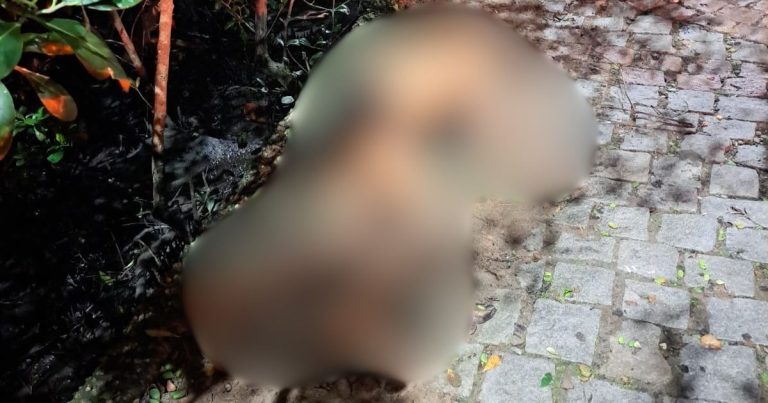 Homem é morto após agressão em área de mangue em Balneário Camboriú