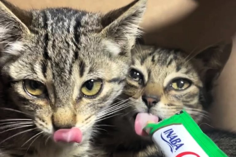 ONG Quero Adotar realiza feira de adoção de gatos neste sábado