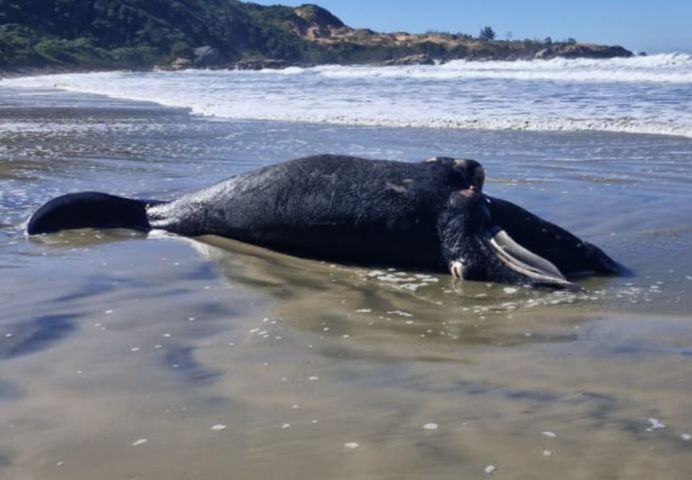 Filhote de baleia-franca é encontrado morto em Imbituba