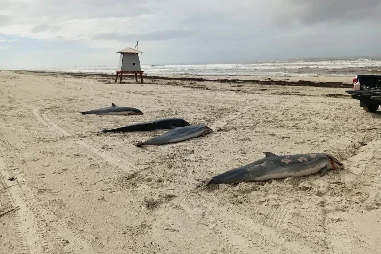 (VÍDEO) Quatro golfinhos são encontrados mortos em praia do Sul de SC