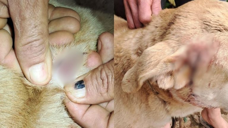 Morador aciona PM após encontrar cachorro baleado no interior de SC