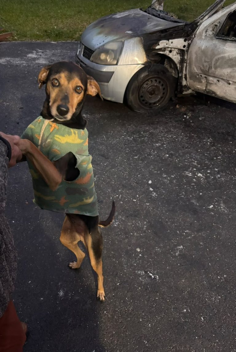 Homem ateia fogo em carro com cachorro dentro em Criciúma