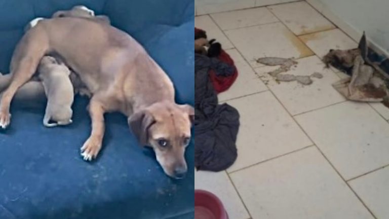 Cadela e 12 filhotes são encontrados em situação de abandono em SC