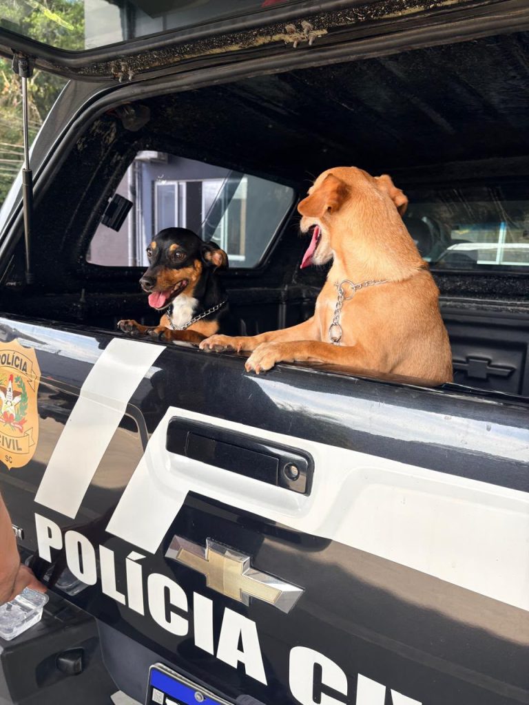 Cães vítimas de enforcamento em elevador são resgatados em SC