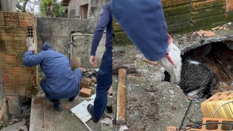 Gato preso em buraco de muro é resgatado após três dias em São José