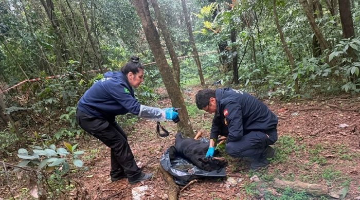 Cadela é encontrada morta presa a árvore por corrente em parque de Chapecó