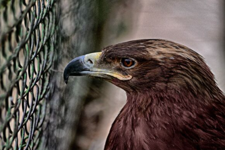 Justiça mantém multa de R$ 71 mil a acusado de promover rinha de aves em SC