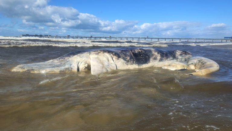 Baleia-franca é encontrada morta encalhada no Balneário Rincão