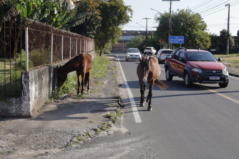 Cavalos soltos na pista atrapalham trânsito no Pinheirinho e geram riscos