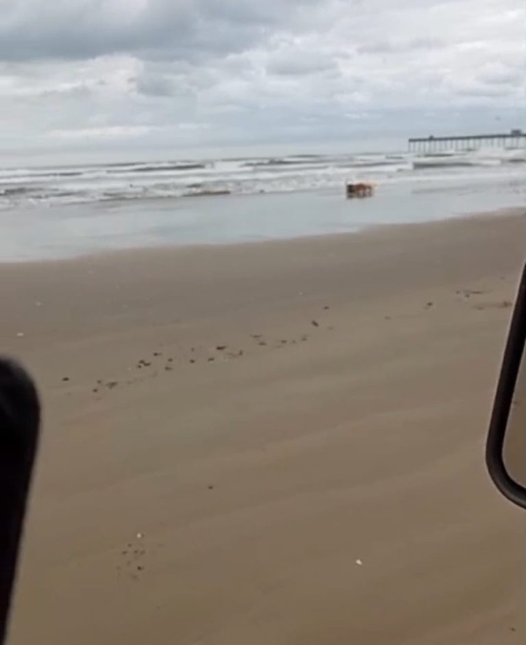 (VÍDEO) Pescador grava vídeo de cães atacando foca no Rincão