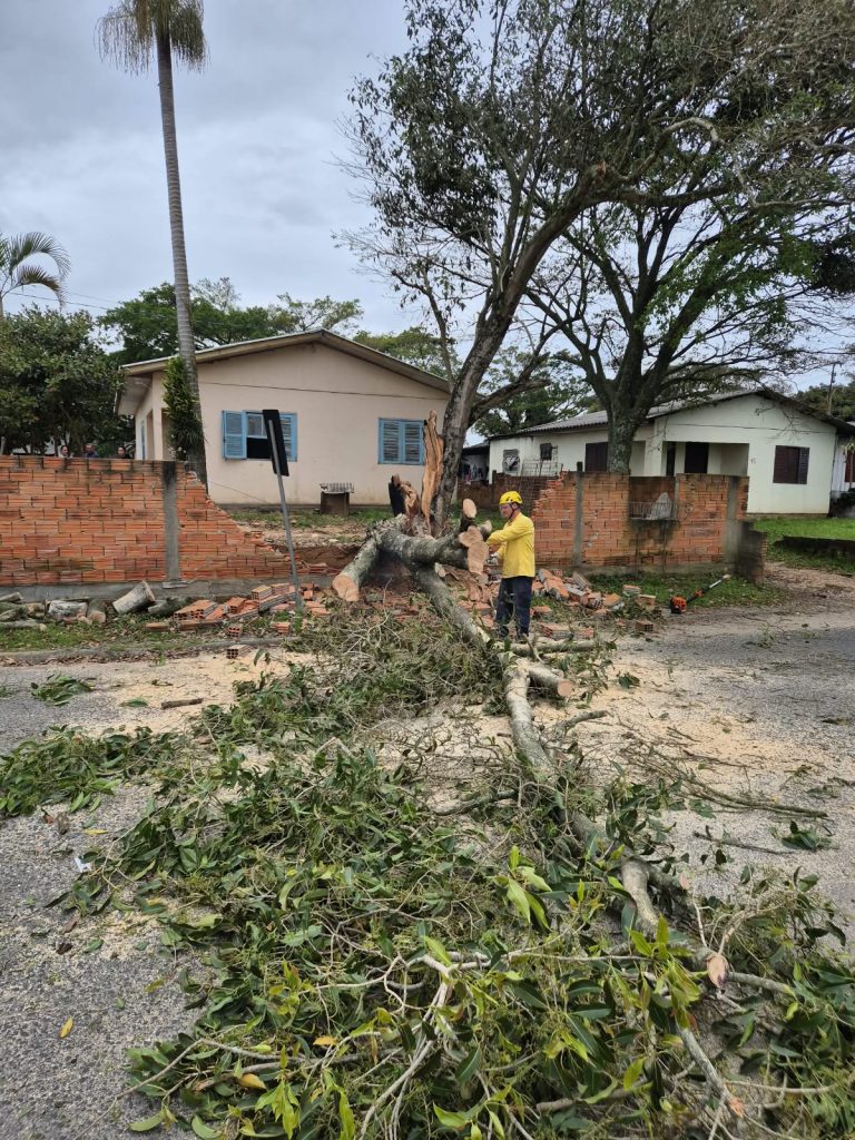 Árvore cai, destrói muro de residência e obstrui via no Sul catarinense