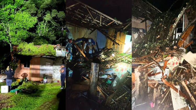 Família fica desalojada após araucária desabar sobre casa de madeira em SC
