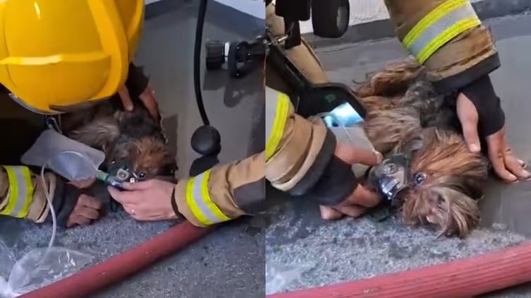 (vídeo) Cachorrinha é resgatada de apartamento atingido por incêndio em SC