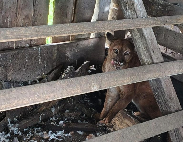 Leão-baio é resgatado após ser encontrado dentro de galinheiro em SC