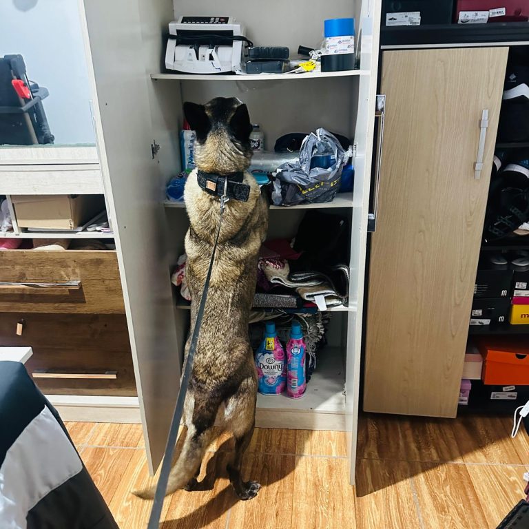 Operação contra tráfico prende três pessoas e apreende 25 kg de droga em SC