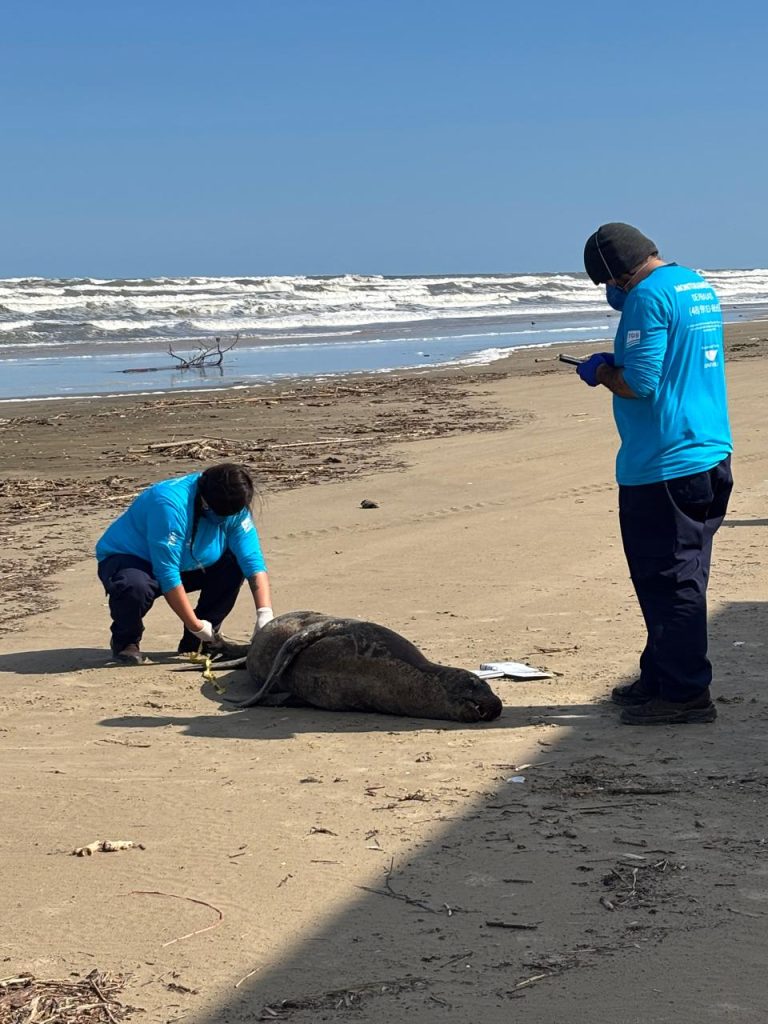 Lobo-marinho é encontrado morto na orla de Balneário Rincão